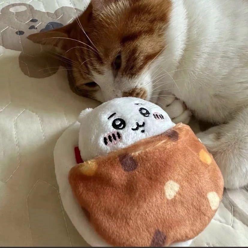 七七🐾
