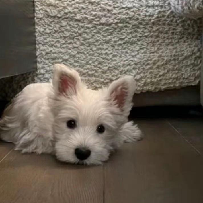 💤