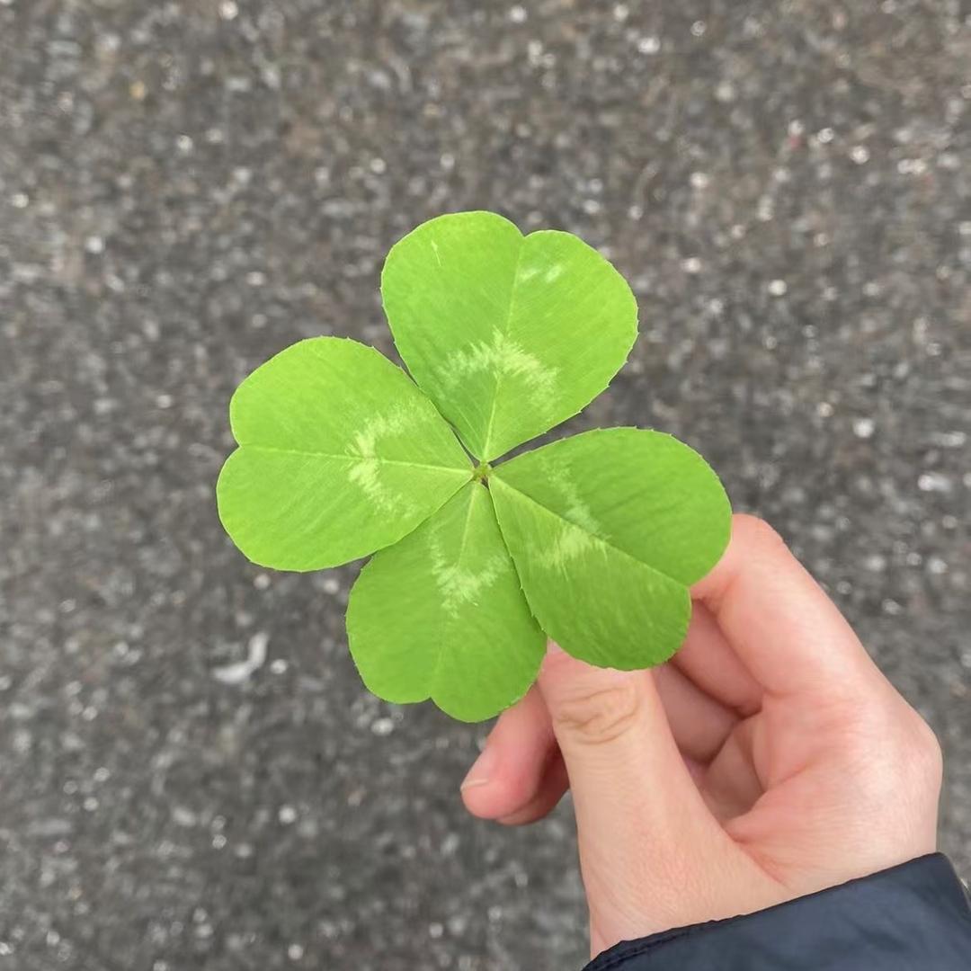 头发一枚。