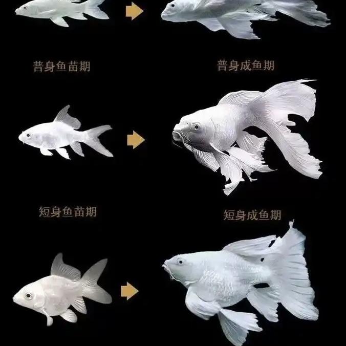 鑫源蝴蝶鲤观赏鱼