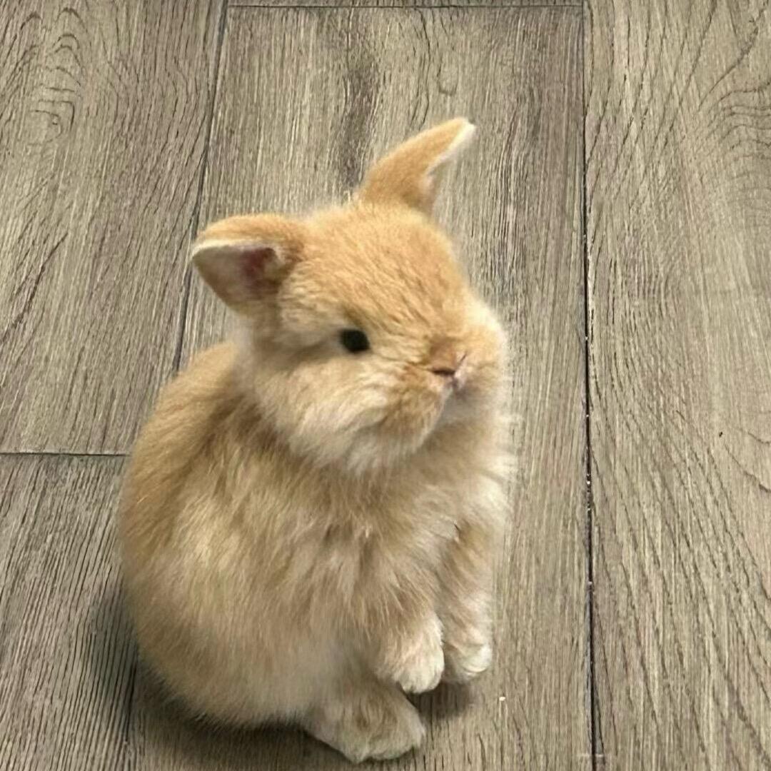 兔头不秃不emo
