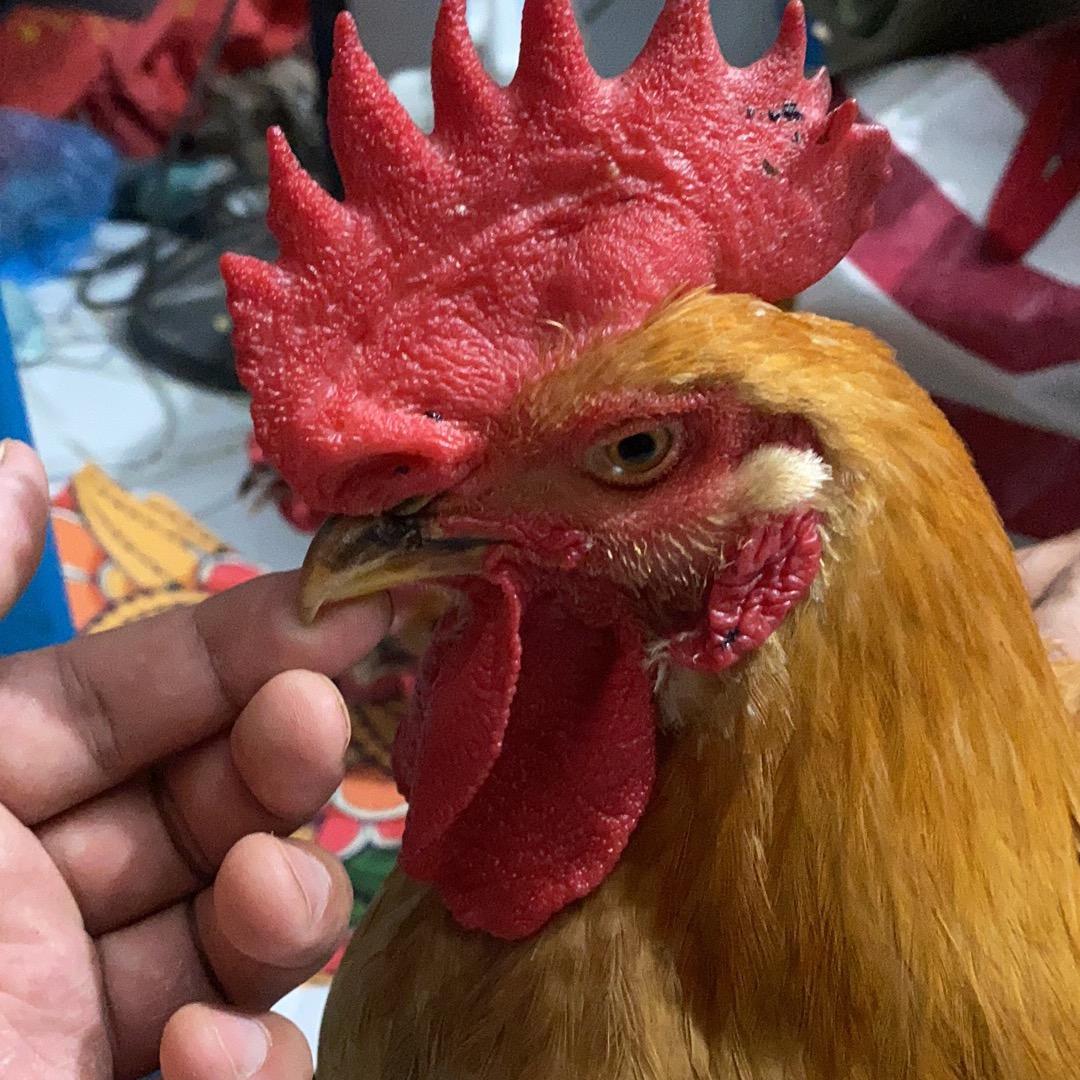 宜城诚信土鸡土鸡蛋