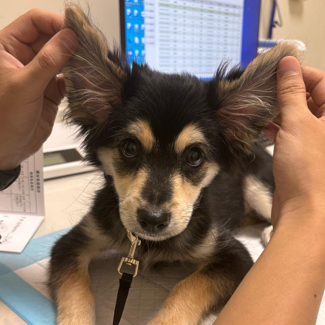 Yiki是只社恐i狗