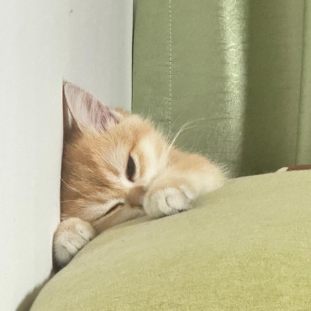 罐装（被打入冷宫版）