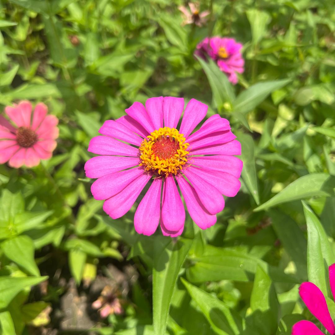 狐狸加点萤火虫