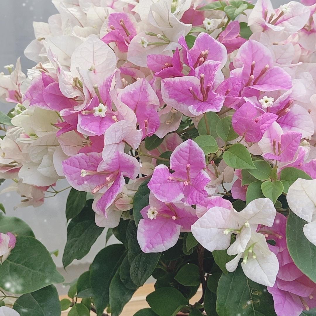 花财三角梅888