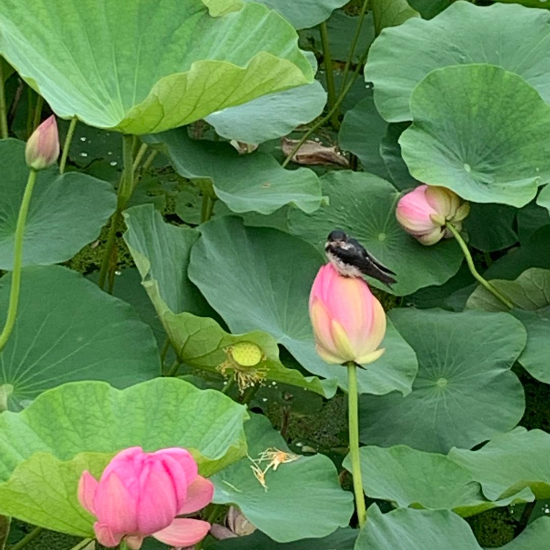 向日葵🌻小太阳