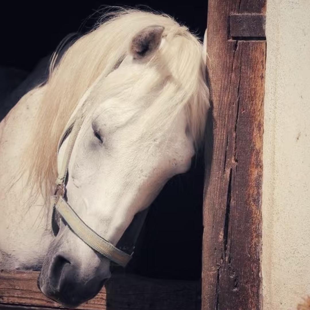 牧童骑黄狗