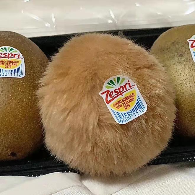 千叶豆猪