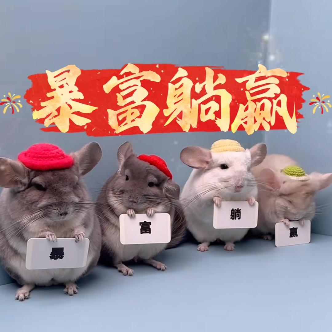 达州芯芯