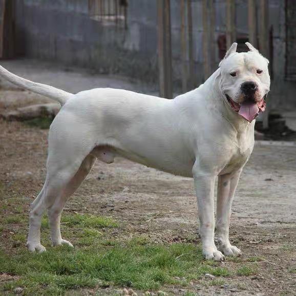 亿昕名犬养殖
