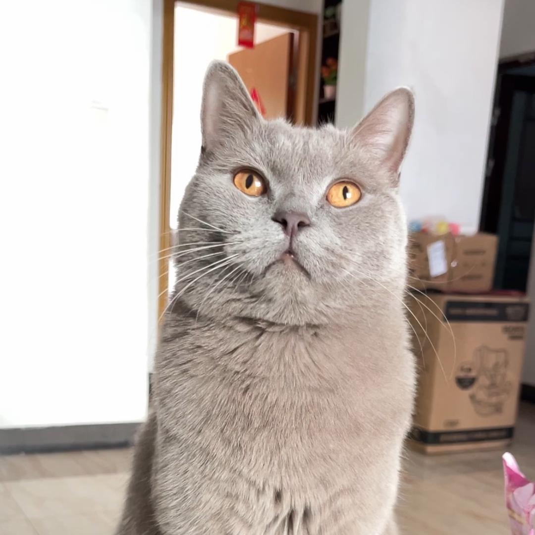 小九是只猫🐱