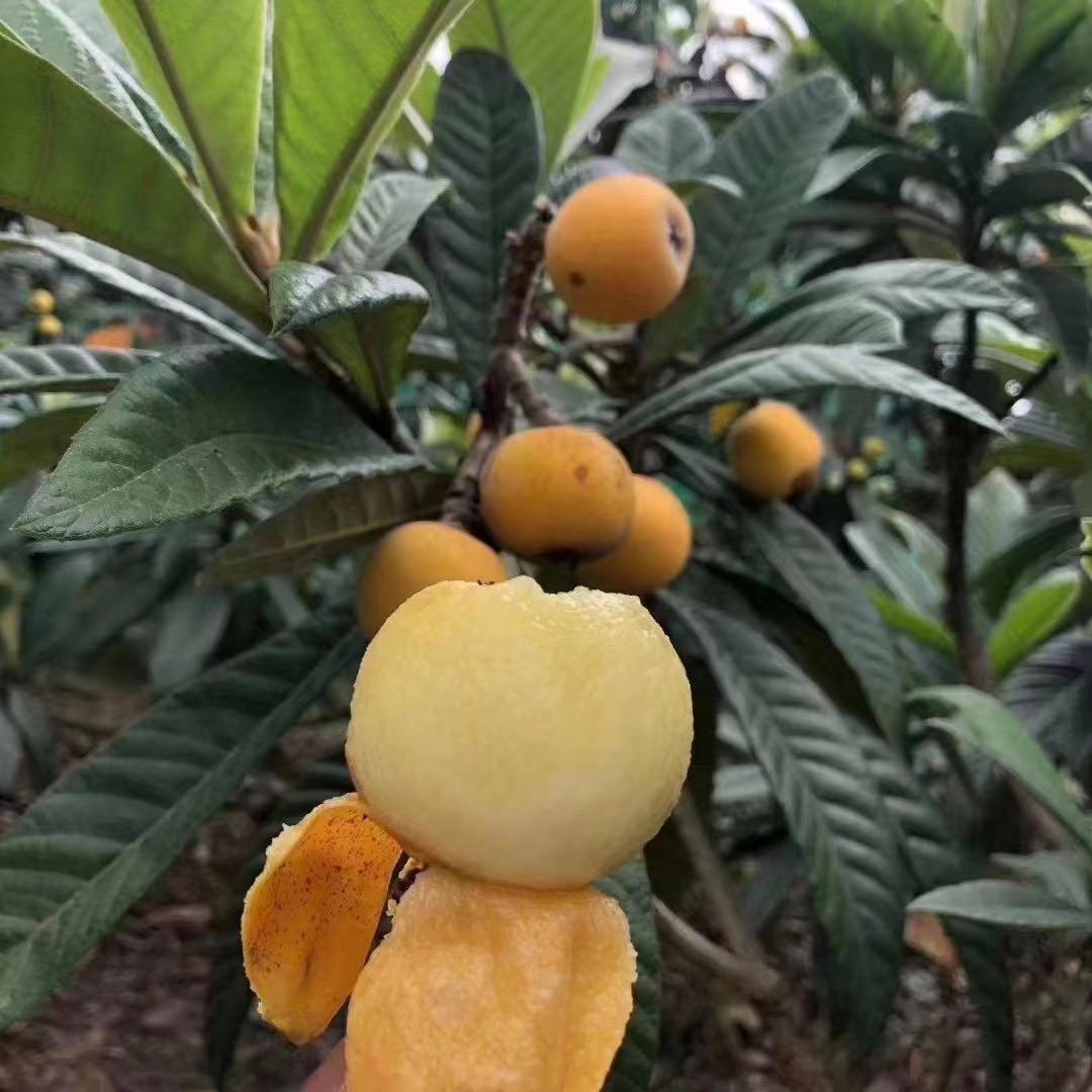 苏州东山小月