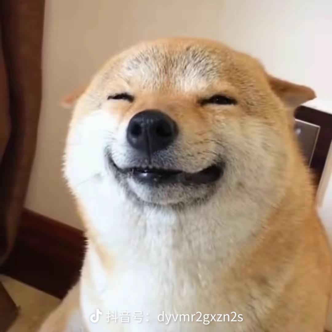 西安爱它萌宠