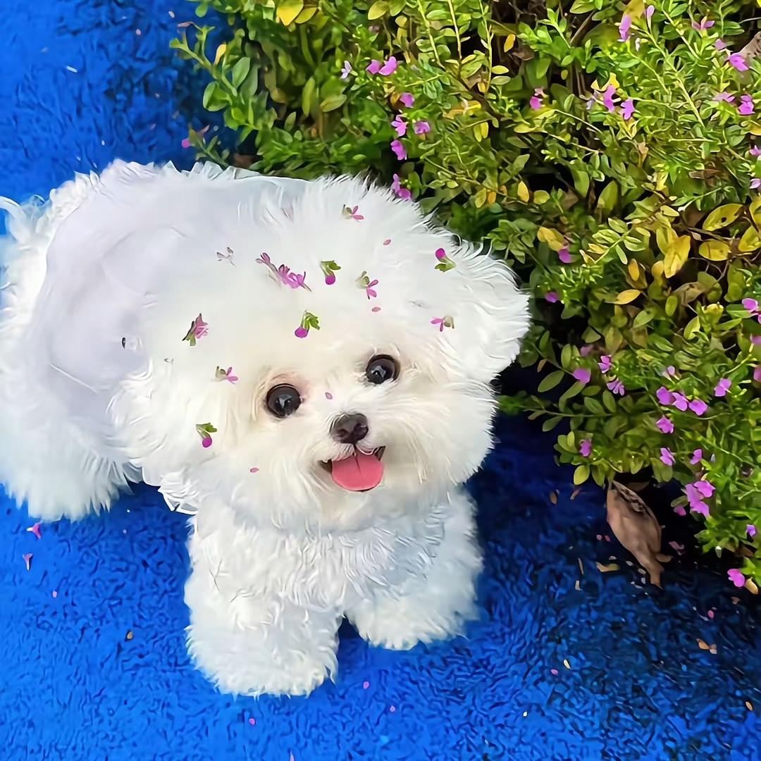 小琪琪（爱打游戏版)