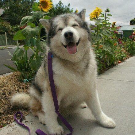 用冰箱冻两土豆邦邦硬拿出来对着鱼脑壳🌙