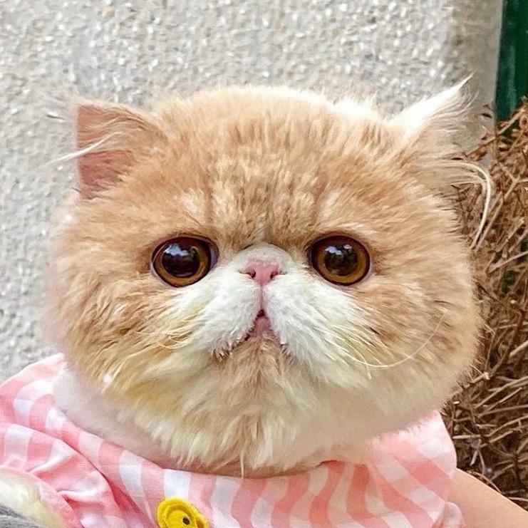 养猫小阿姨
