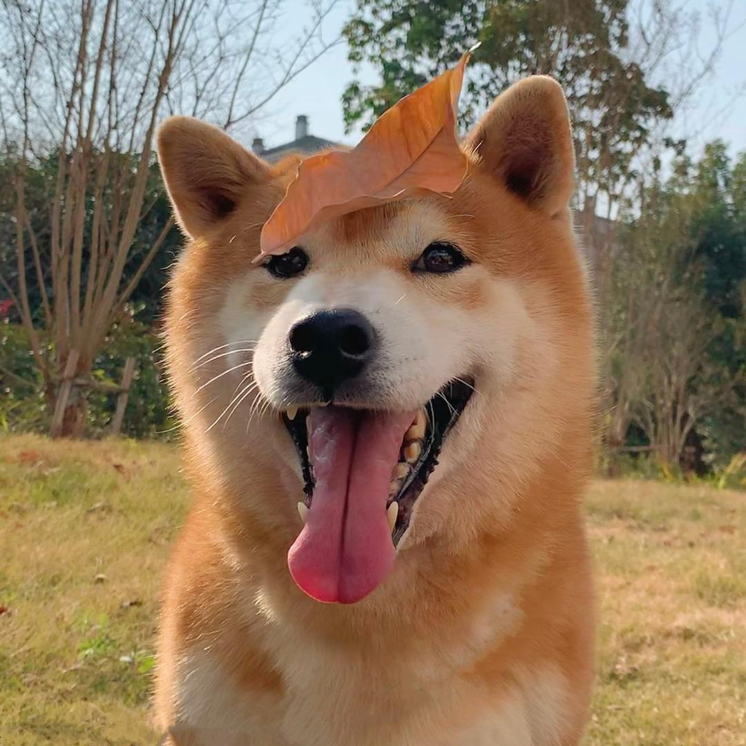 逗柴屋柴犬