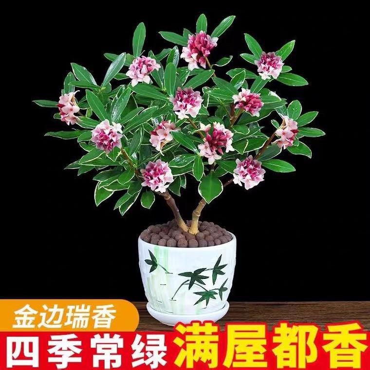 颜星花世界