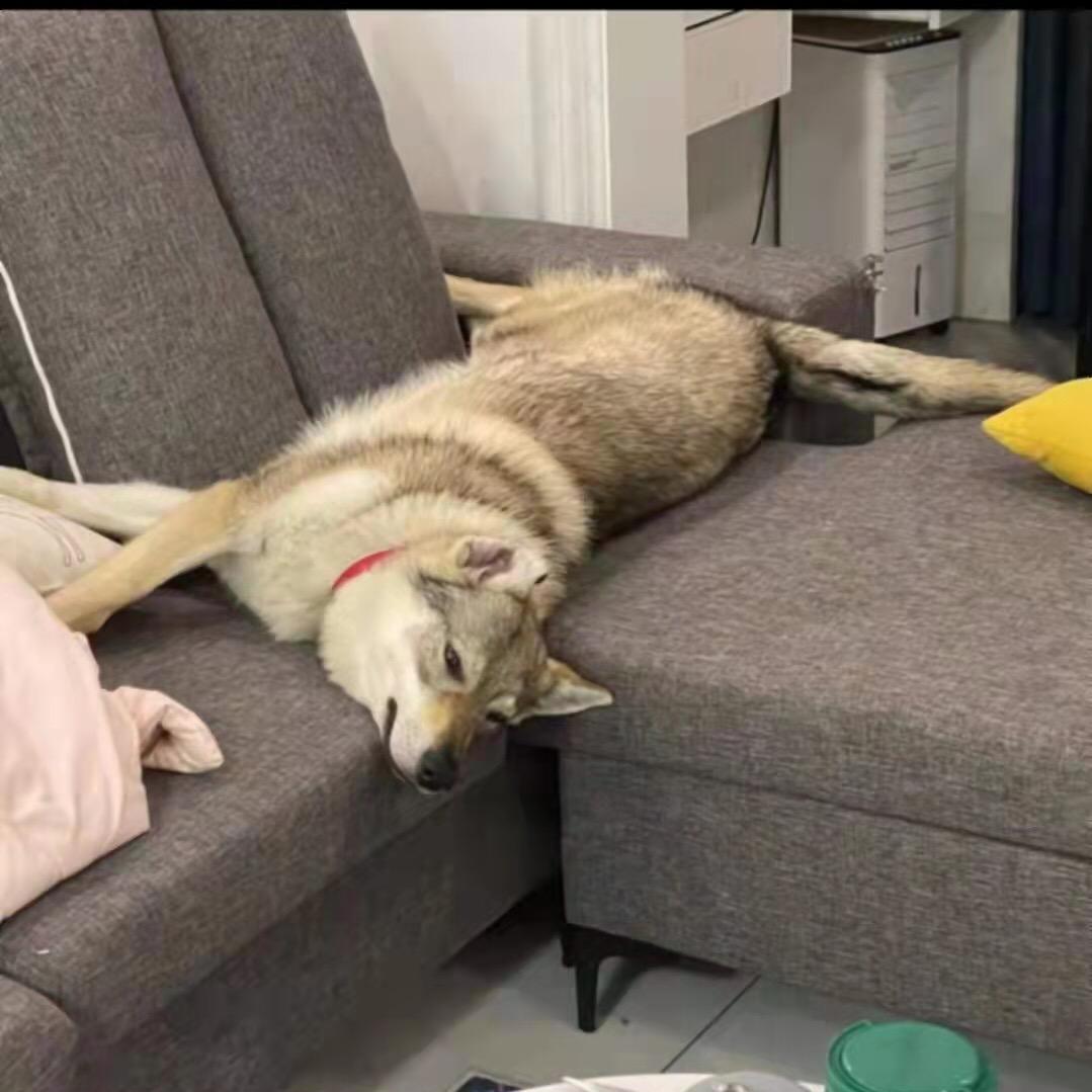 一条小jk