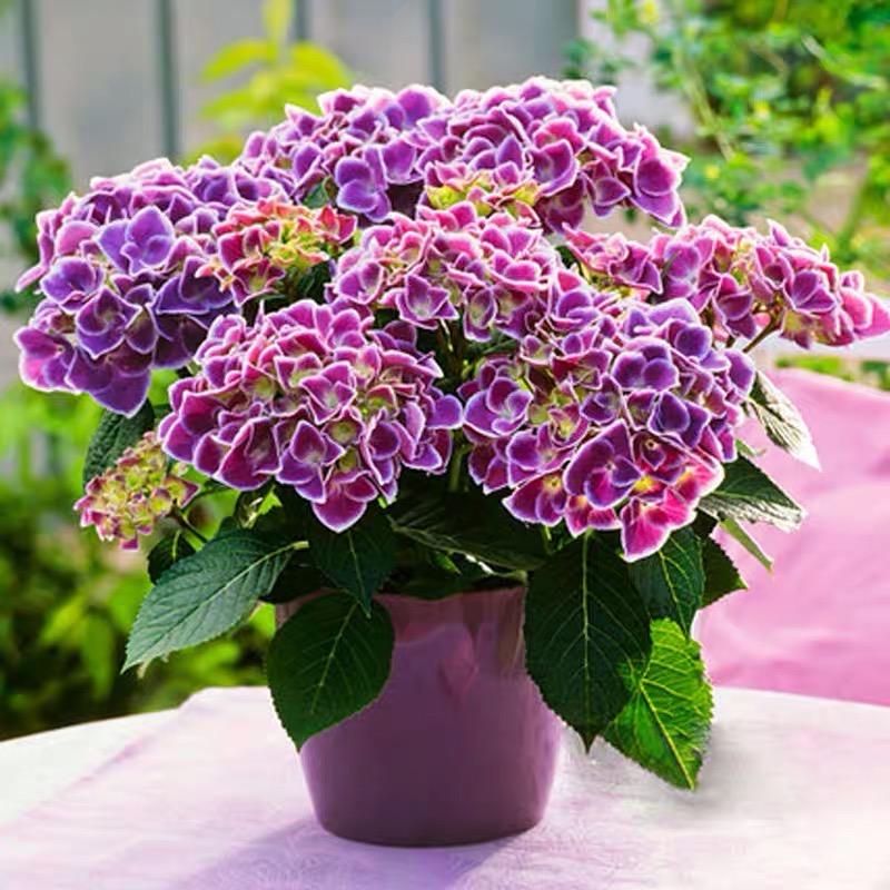 老姚花卉批发基地