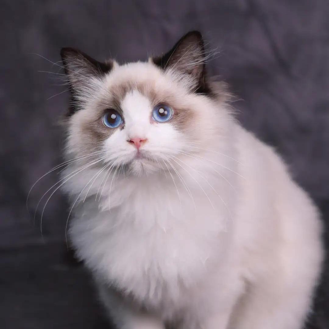 团子是只猫