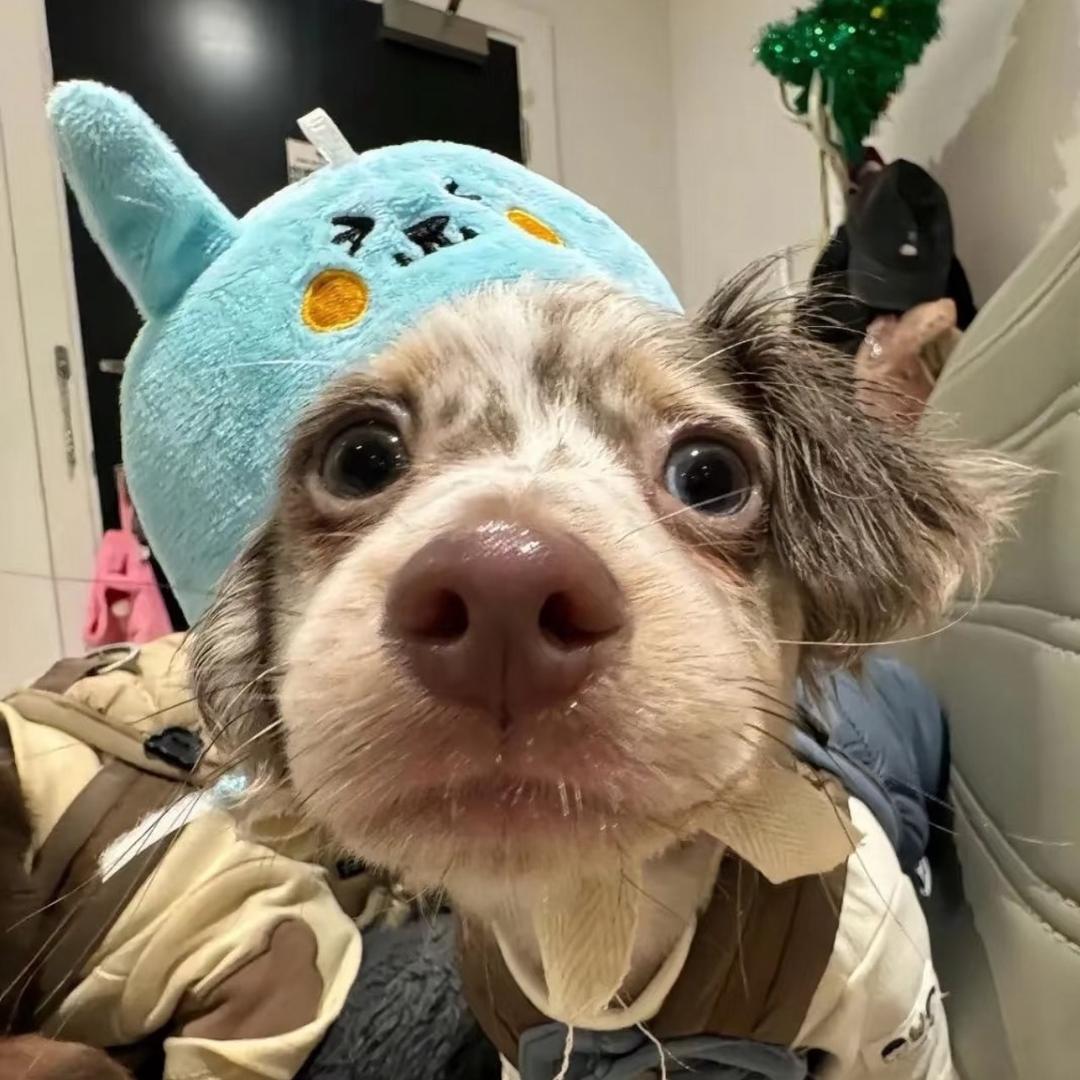 笨蛋总是掉眼泪