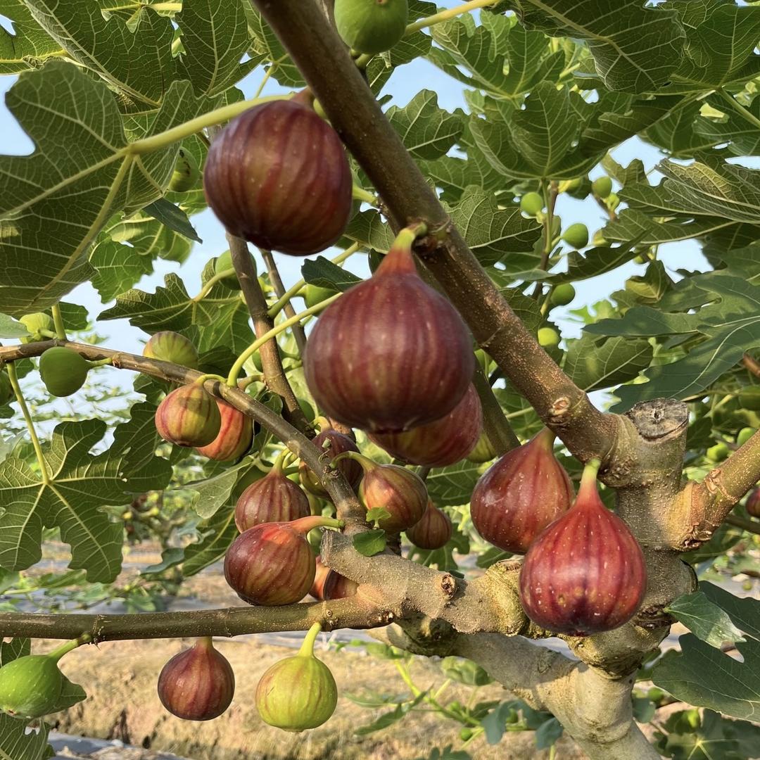 领鲜果园水果精选