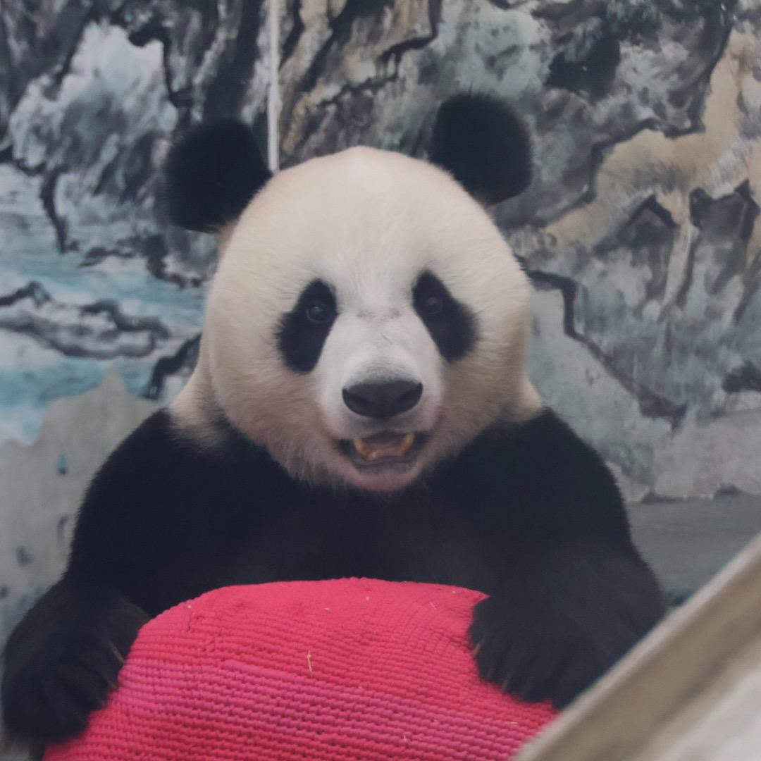 🐼吃番茄长大的西红柿