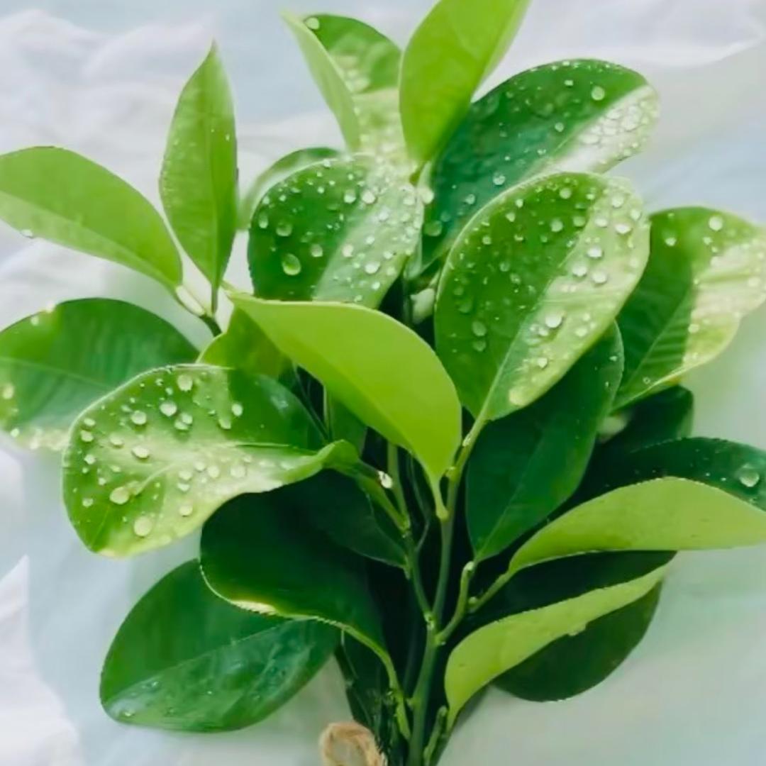 <一蓑烟雨任平生>