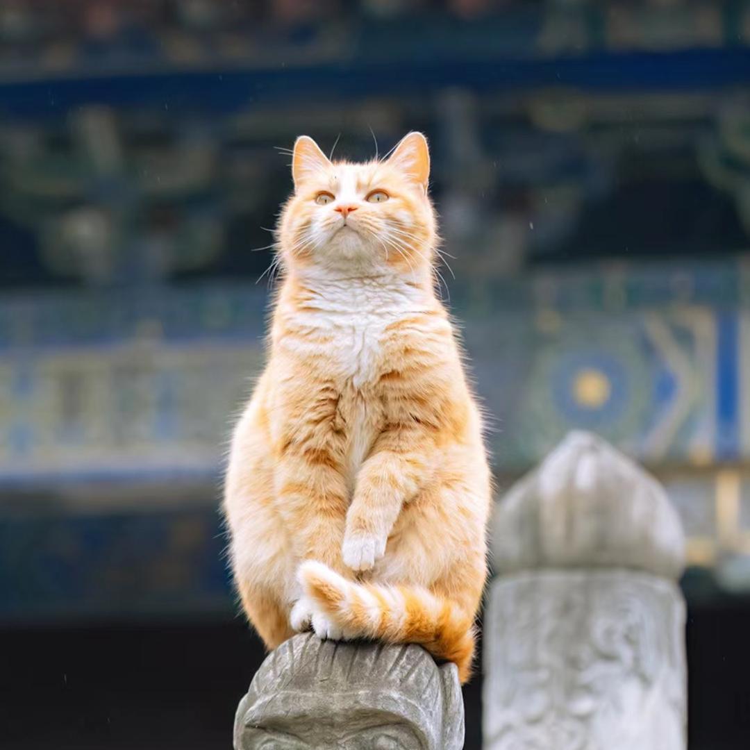 柒十一