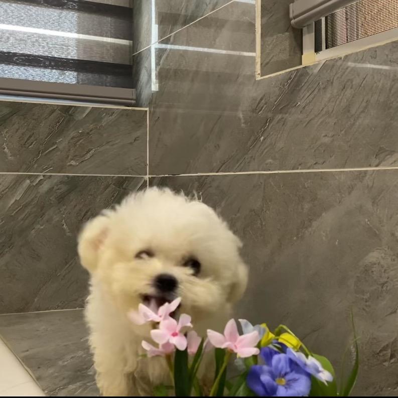 熊熊不是只比熊