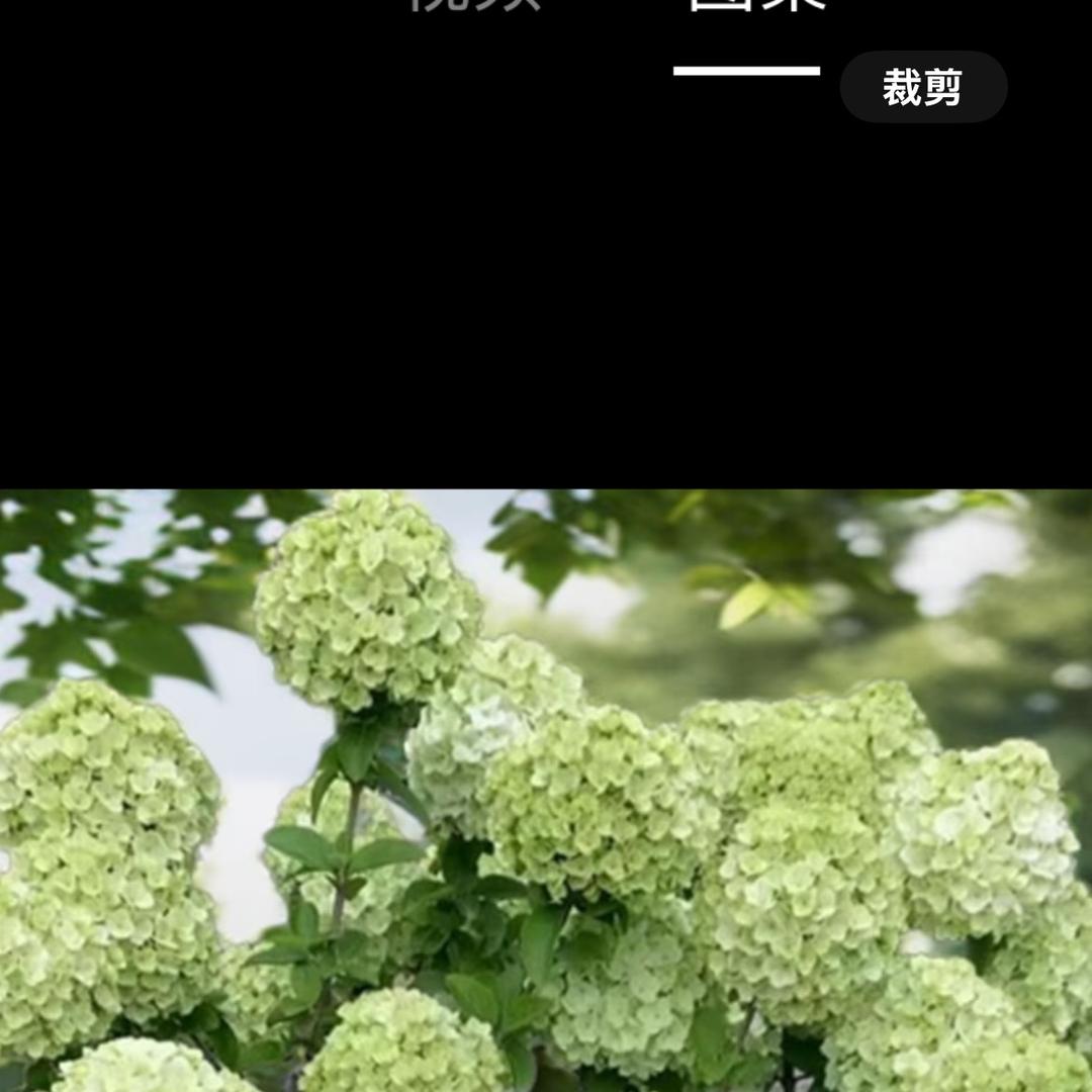 舒源花卉基地