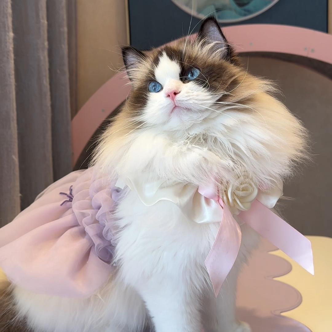 布偶猫小主