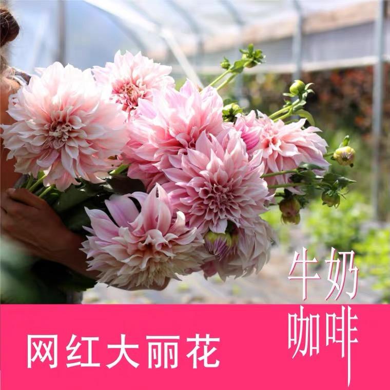 緈福的花园