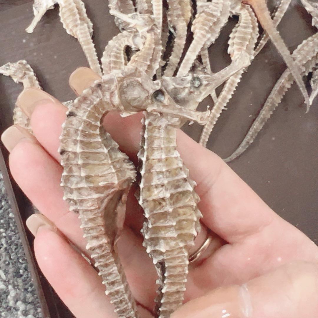 三斑三斑广东靓马