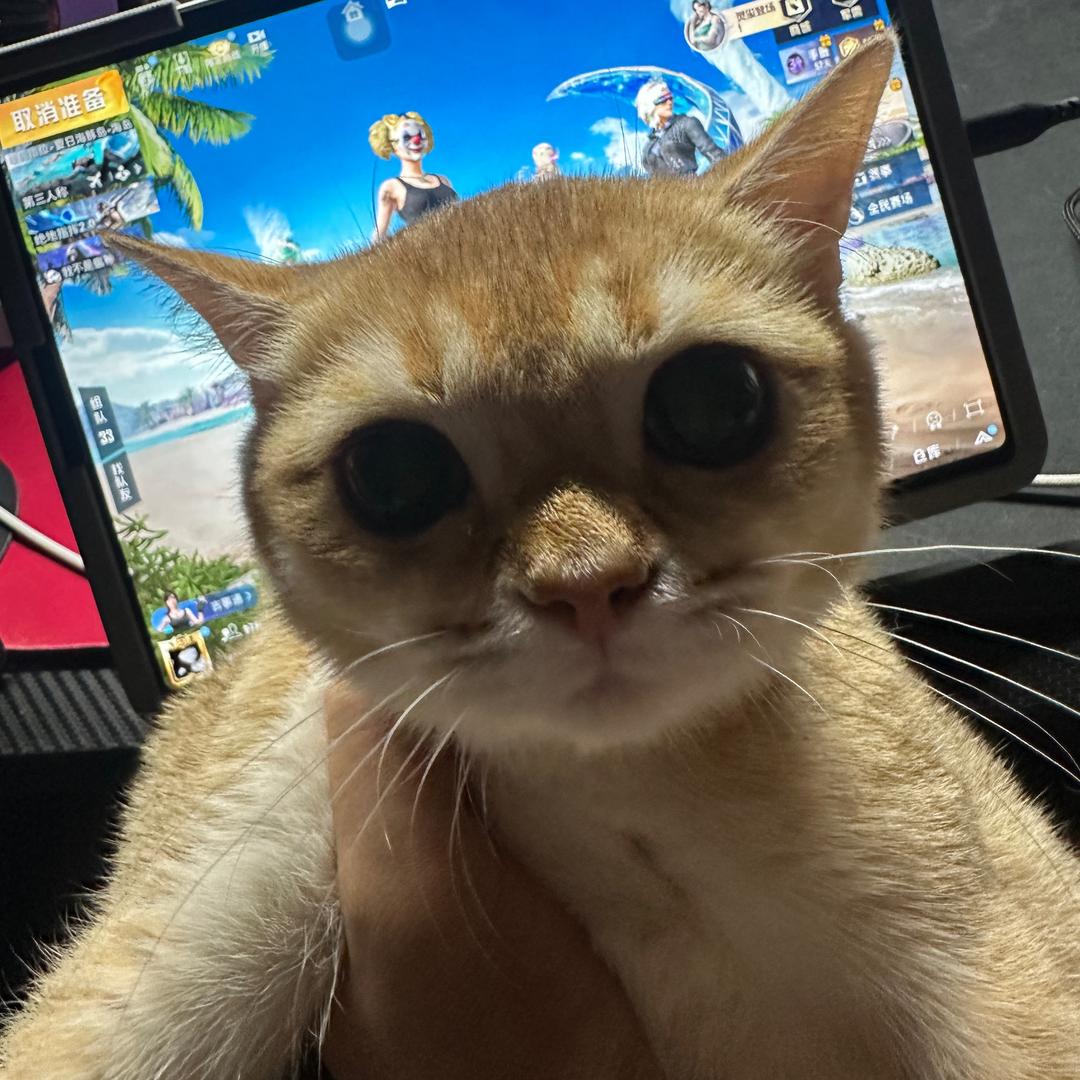 菠萝-