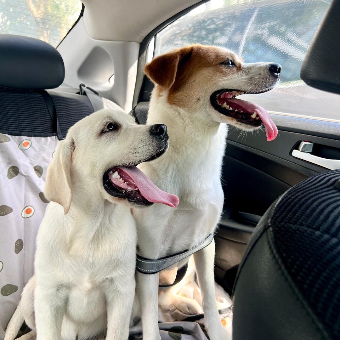 🌈ᥫᩣ 小七培根是狗狗