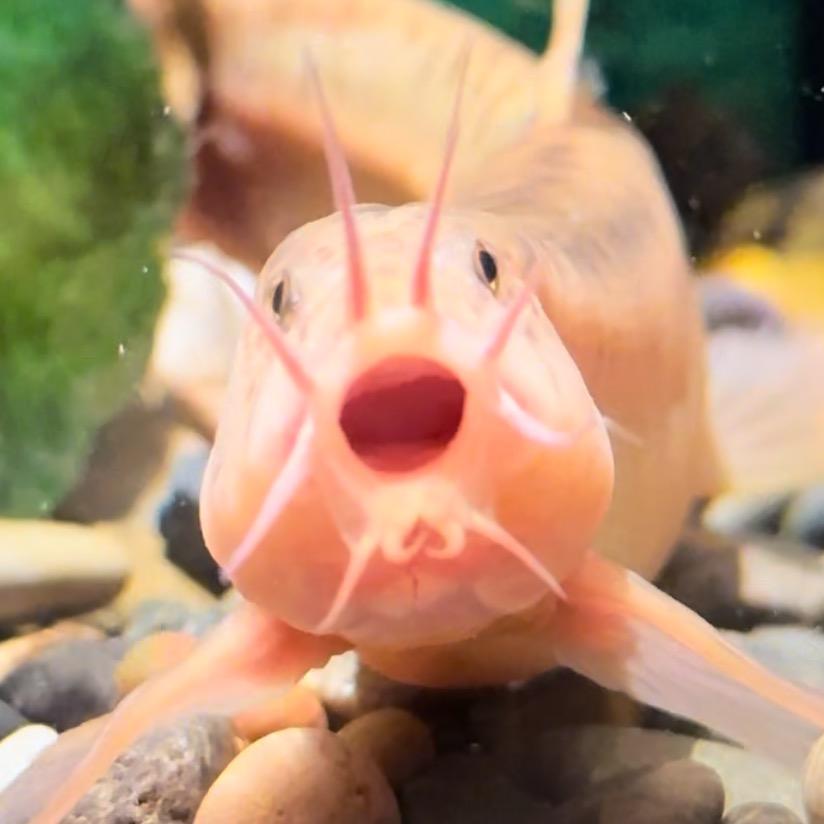 灵宠