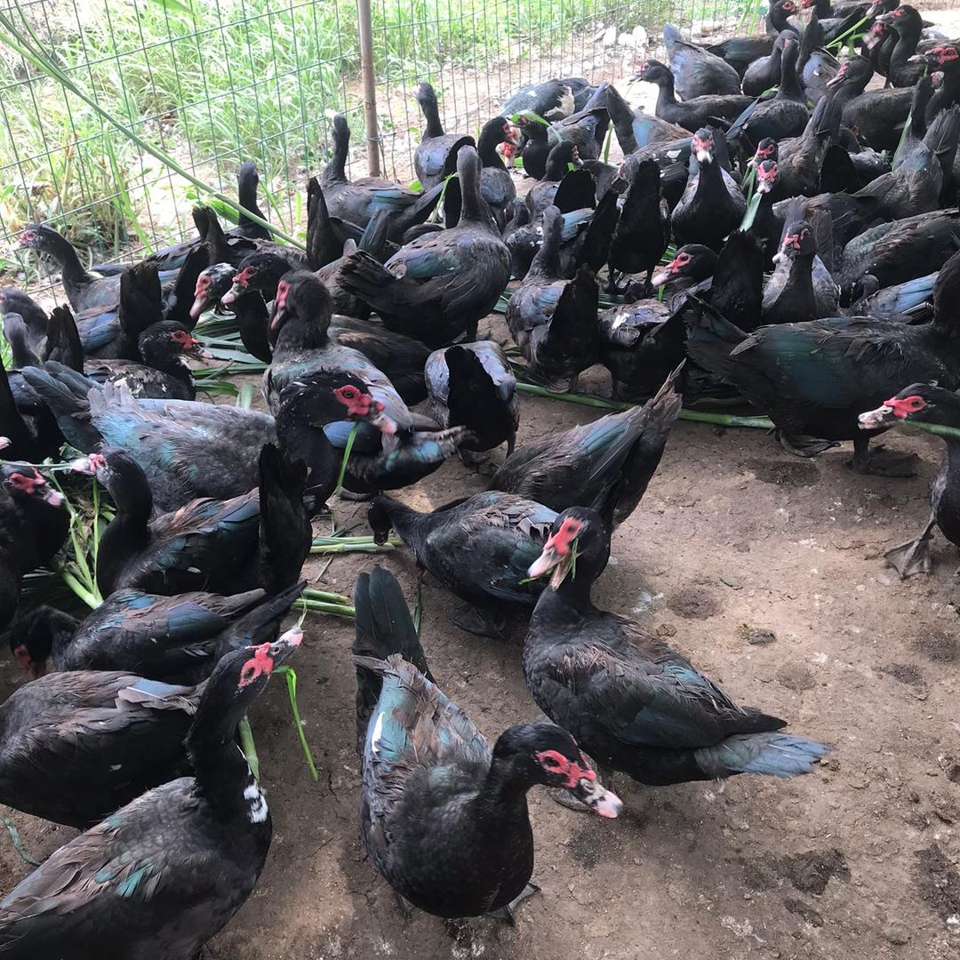 土鸡土鸭养殖基地