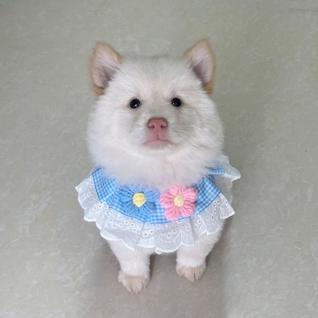 锅巴小狗