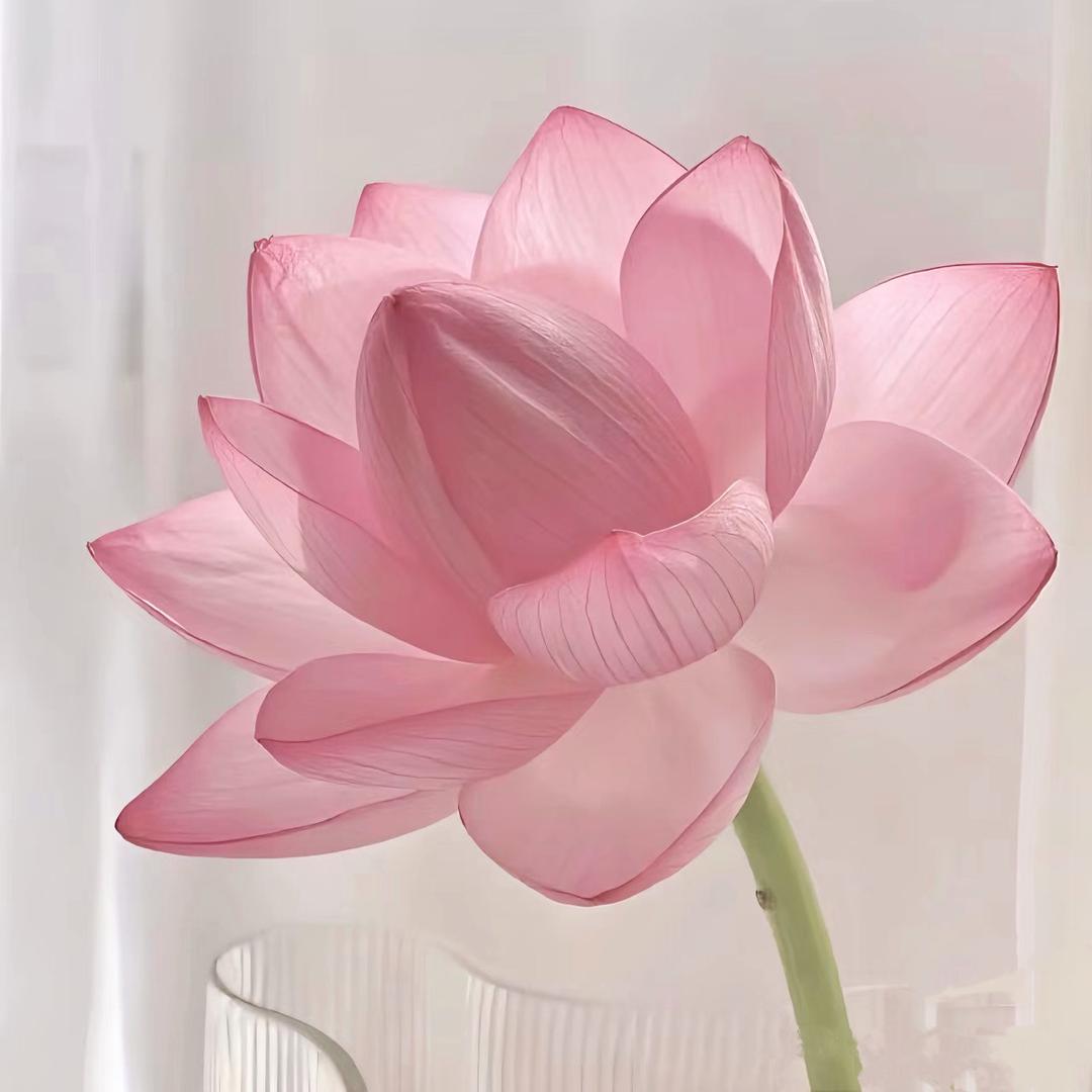 申丽华