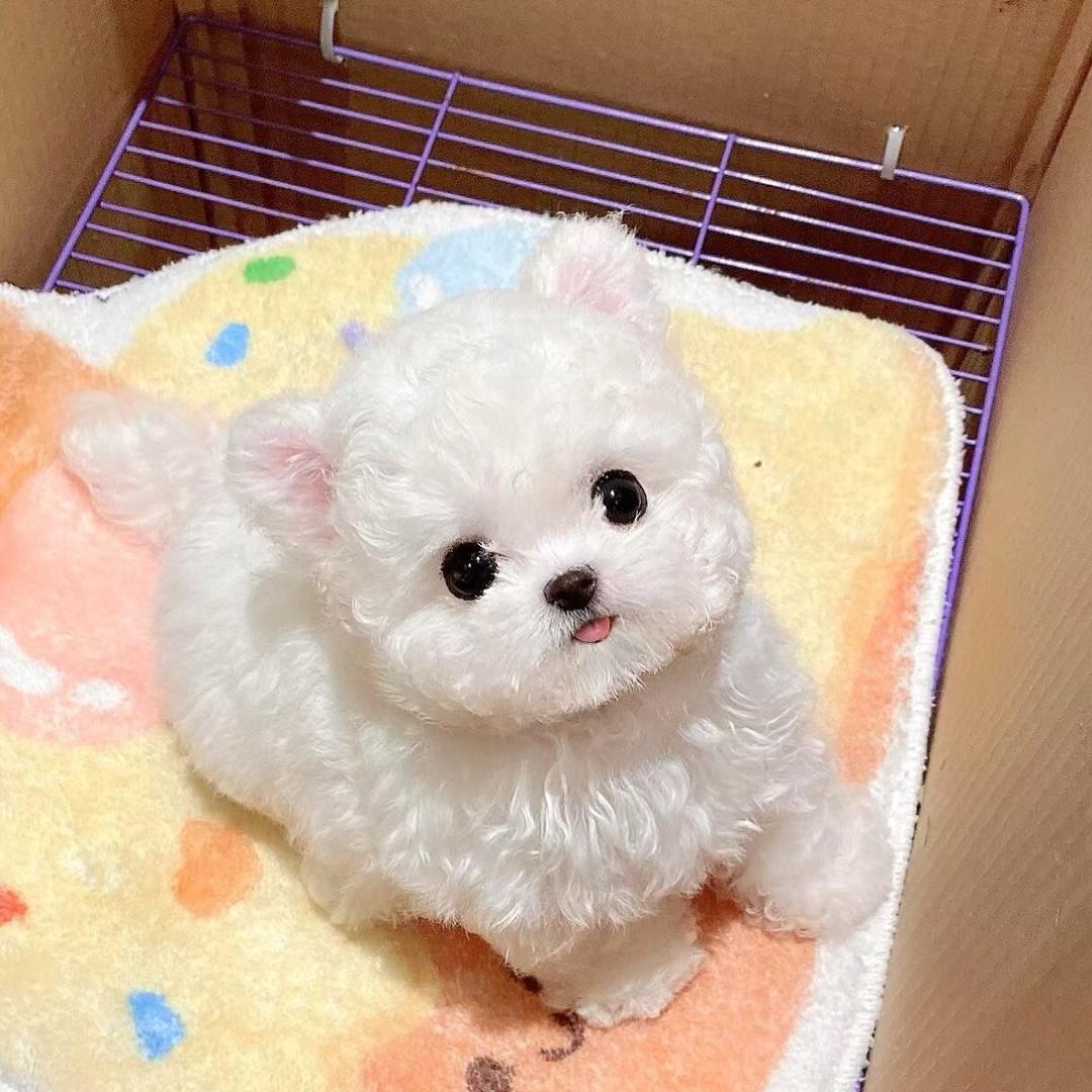 旺汪派送