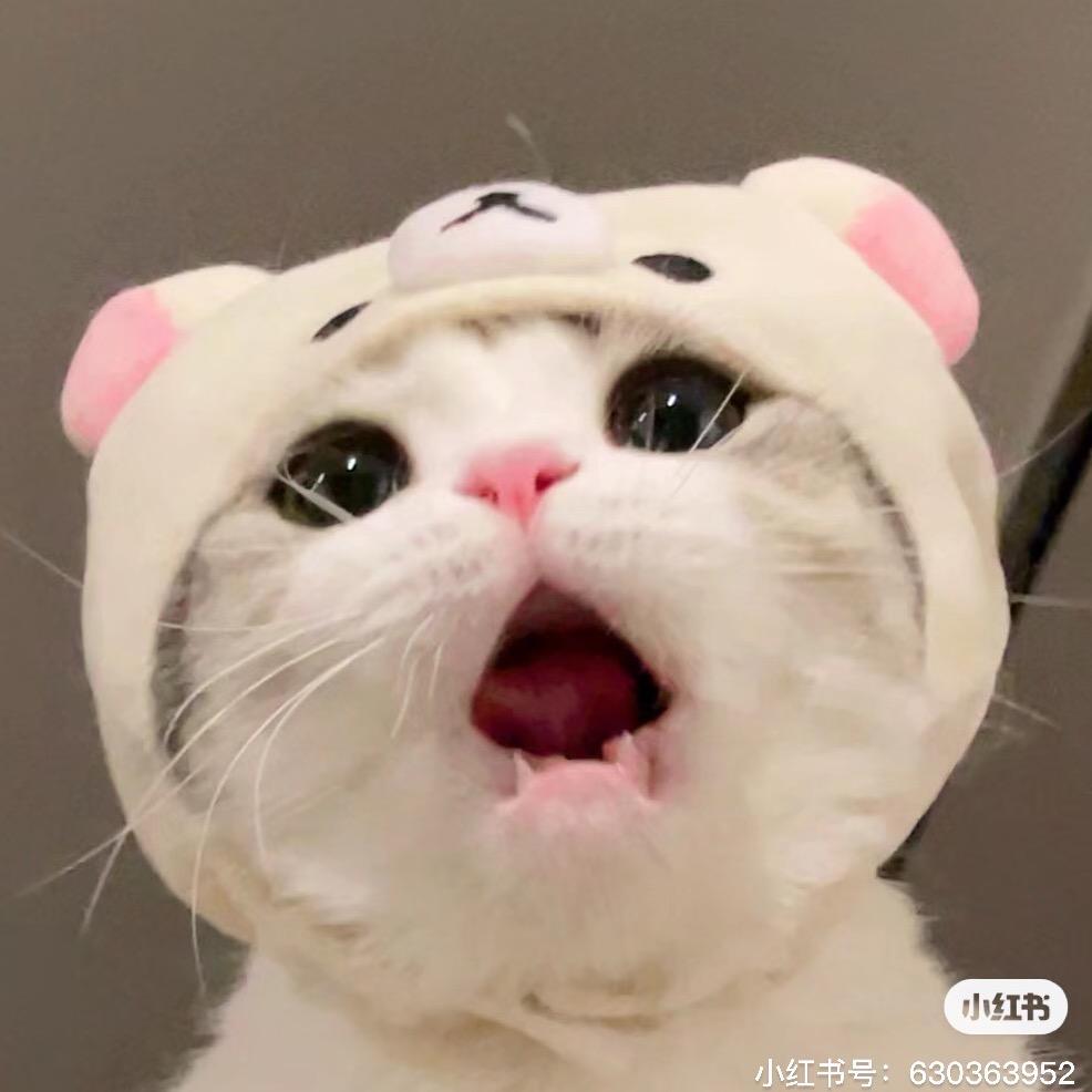 呆呆小萌萌