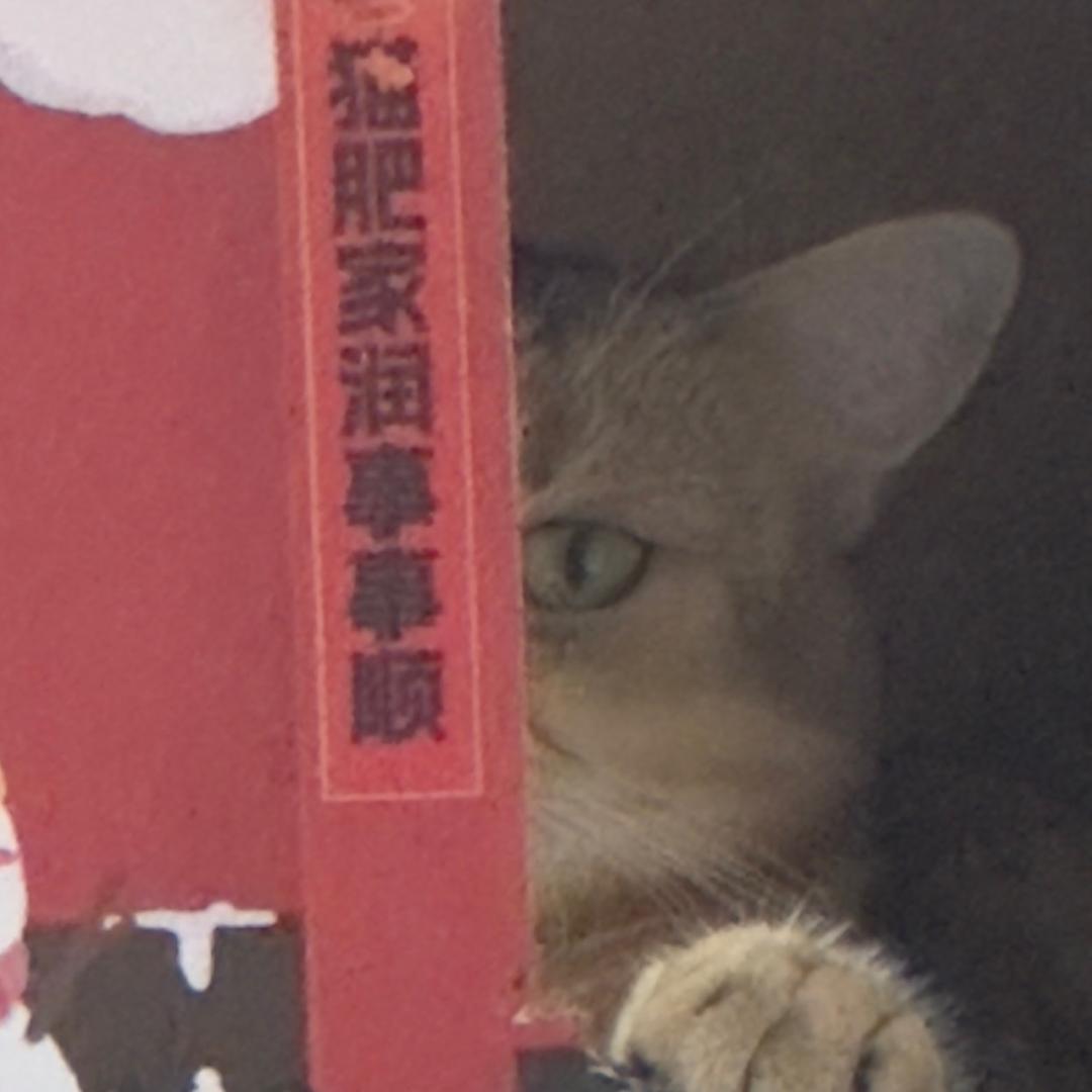 壮壮妞