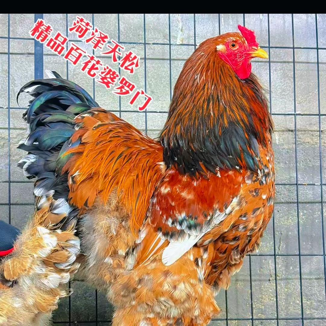 菏泽天松婆罗门观赏鸡
