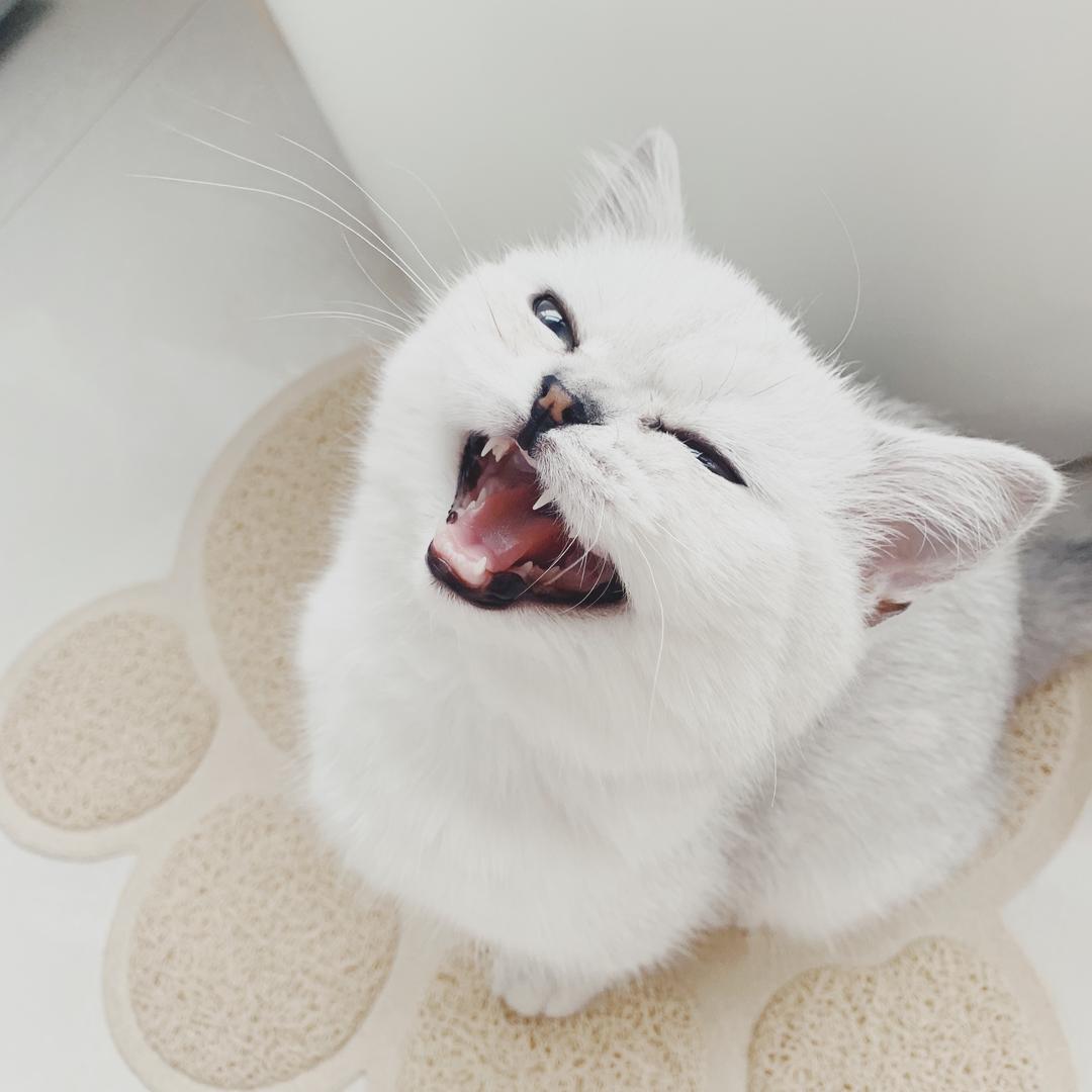 绣虎弟弟