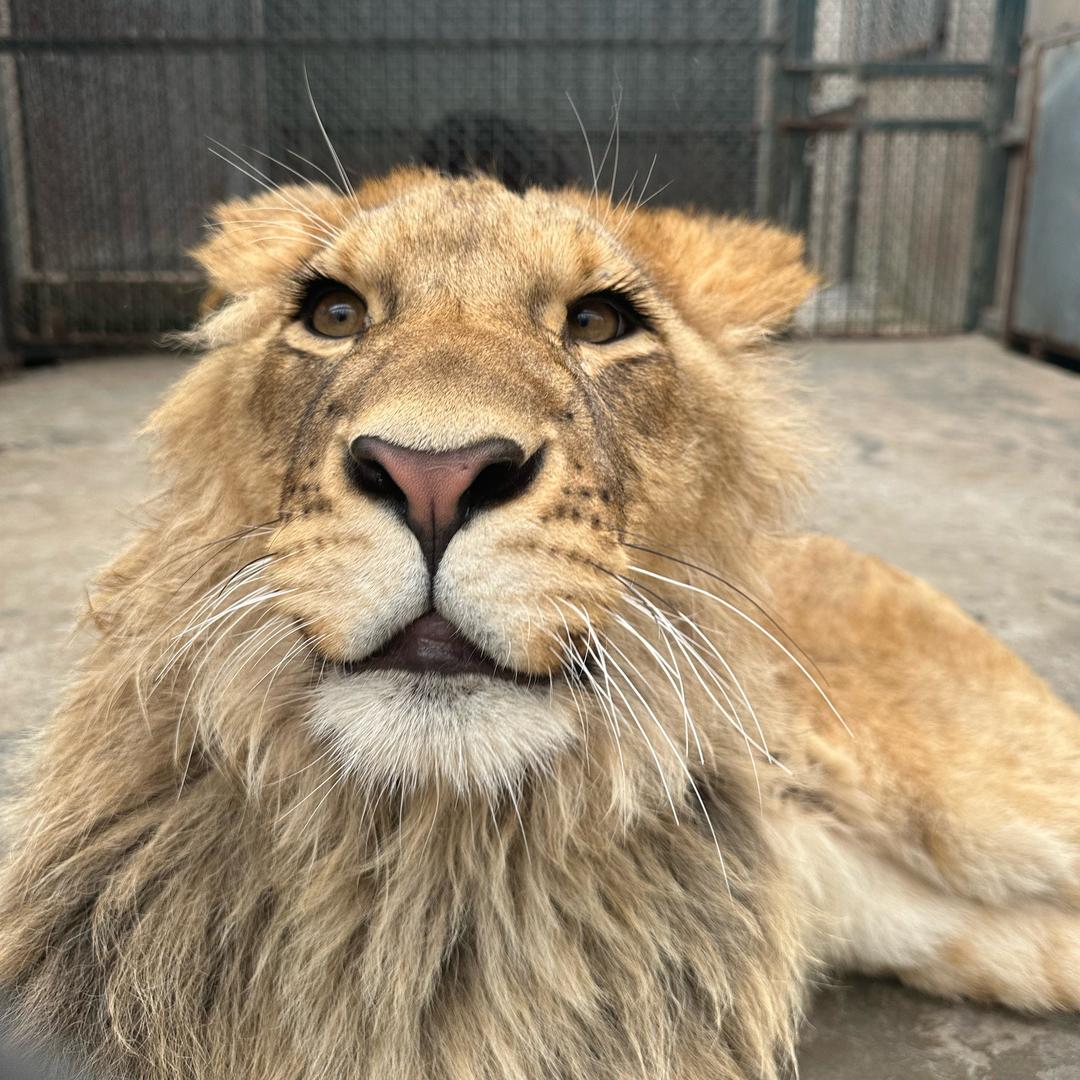 子不语🐯