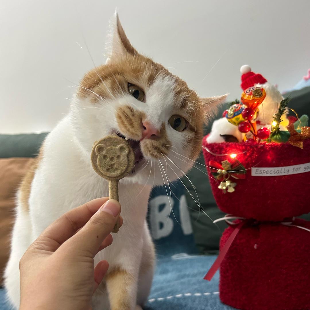 一只幸运喵🐱