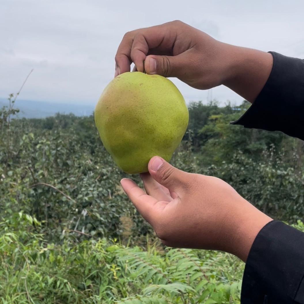 隰县玉露香梨(小西天)
